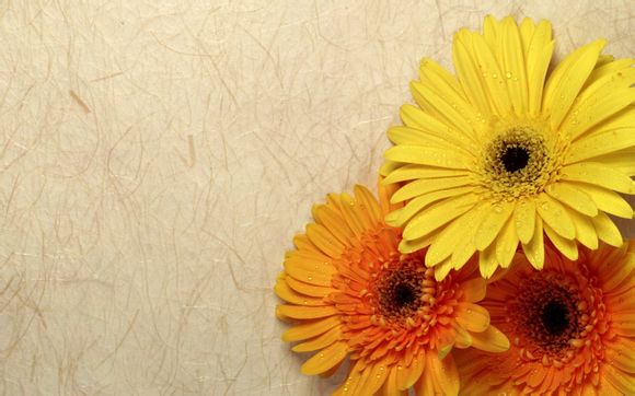 梦见怎么也没有买到白菜