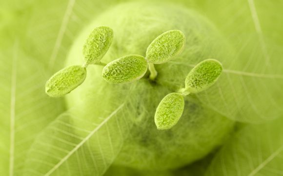 梦见自己被狼困了怎么办