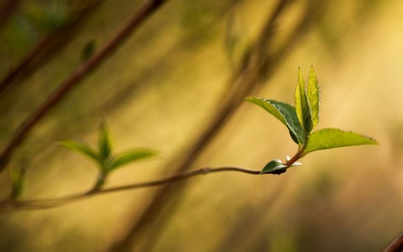 怎么老梦见死去奶奶