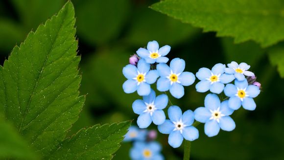 梦见母亲问我怎么回复