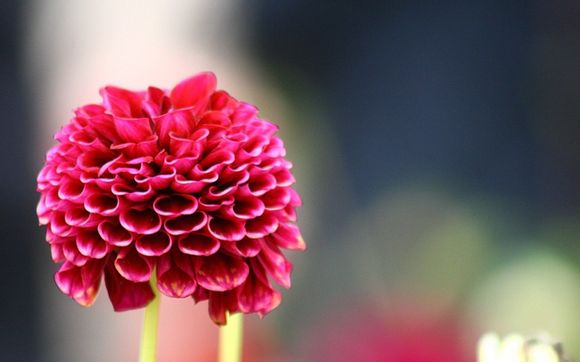 梦见家里挂白布怎么回事