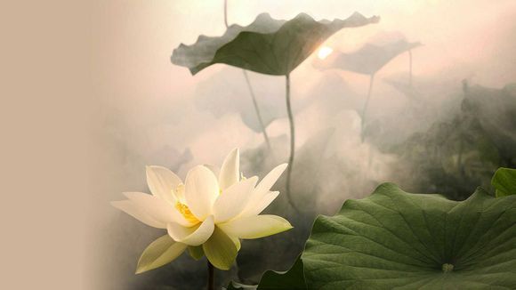 梦见打很多蛇代表什么