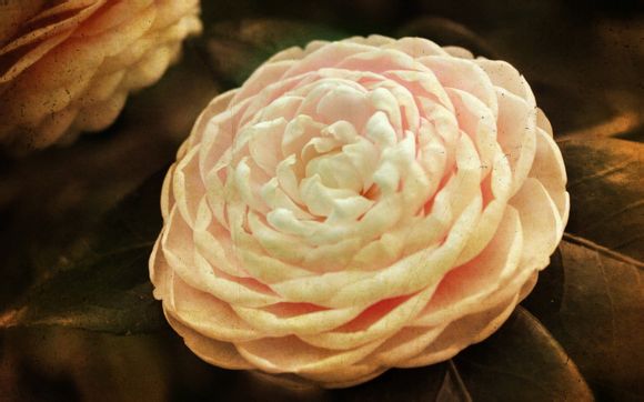 白天梦见她不理我怎么回事