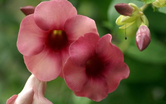 为什么梦见和室友吵架