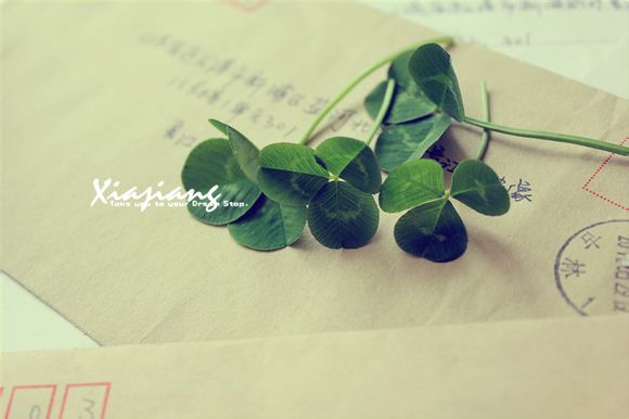 梦见狼狗有什么预兆