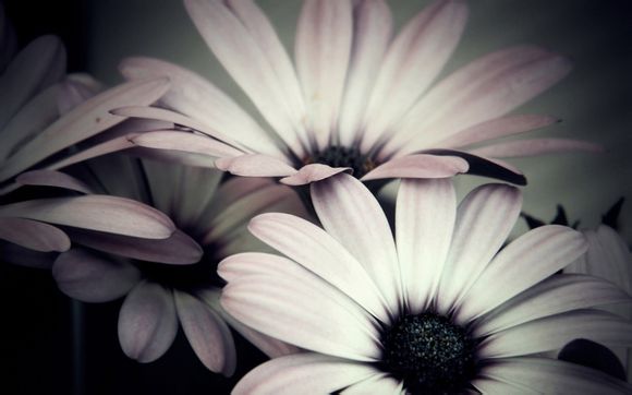 梦见发红包文案怎么写