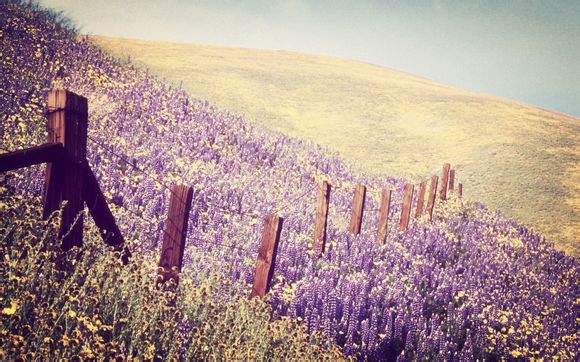 梦见看猫有什么好处